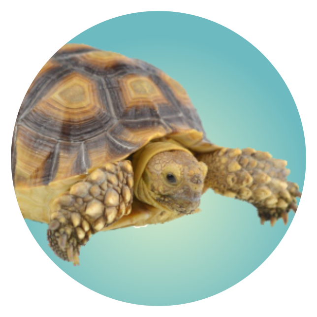 tartaruga.png