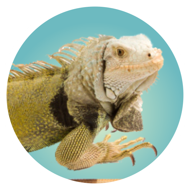 iguana.png